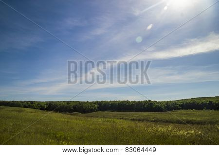 Field in summer
