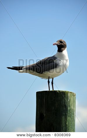 Racek