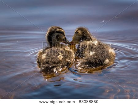 Duclings eating together