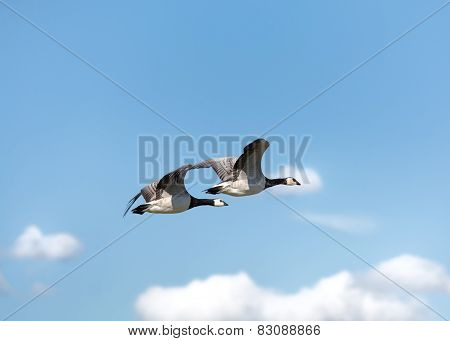 Two geese in the sky
