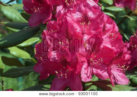Red rhododendron