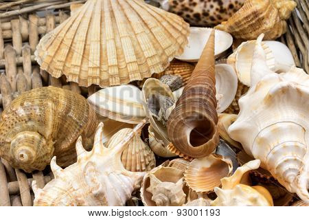Seashells Lying  In Retro Wicker Baket