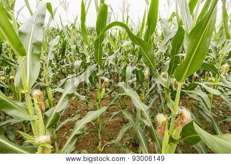 Corn Fields