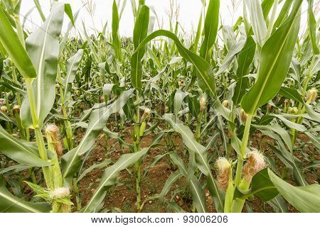 Corn Fields