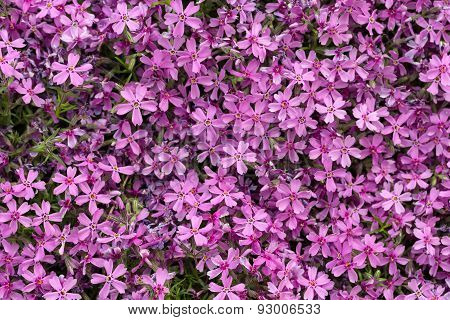 Aubrieta cultorum - pink or purple small flowers