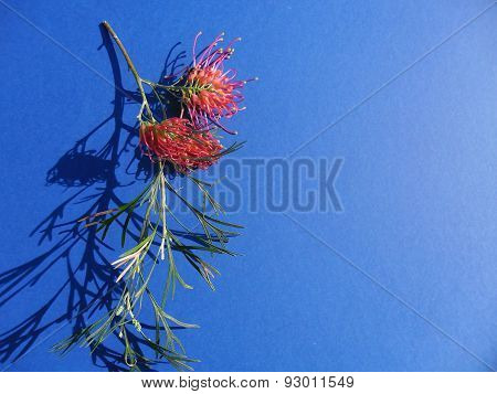 Grevillea Flowers On Blue Background In Sunlight