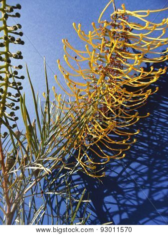 Yellow Grevillia On Blue Background In Sunlight