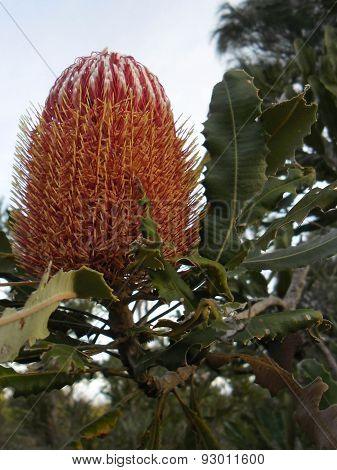 Pink Banksia Flower In Western Australian Bushland