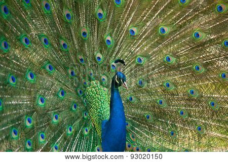Portrait Of Peacock With Feathers Out