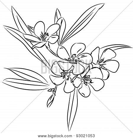 Floral Sketch Pattern  For Design