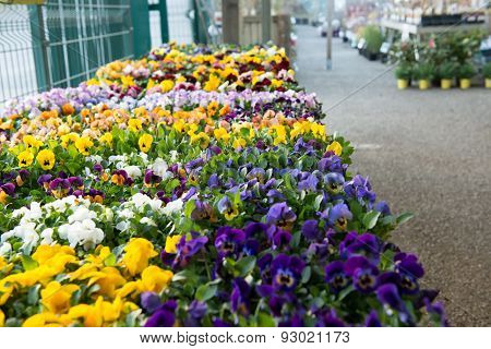 Pansies in a garden store.