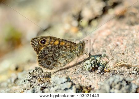 Ringlet (aphantopus Hyperantus)