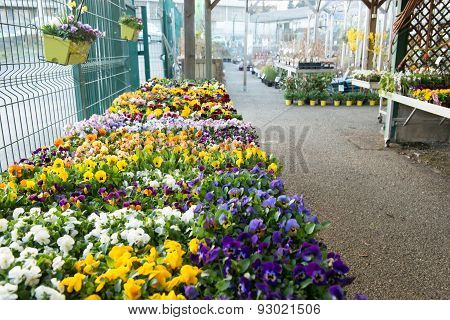 Pansies in a garden store.