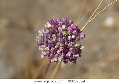 Allium Ampeloprasum