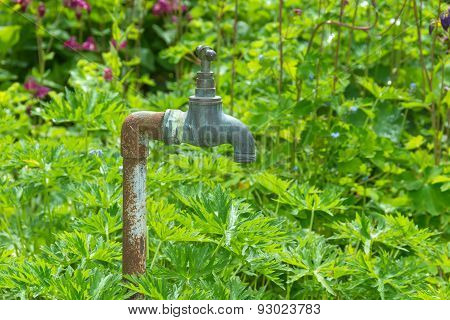 Weathered Tap Or Faucet Standing In A Garden