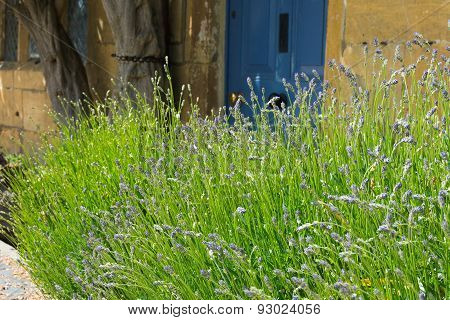 Lavendar Bed Of Purple Flowers Decorating The Front Of A House