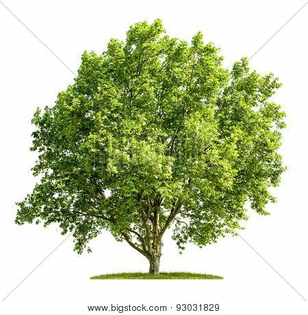 An Isolated Plane Tree On A White Background