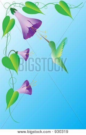 Morning Glory med Hummer