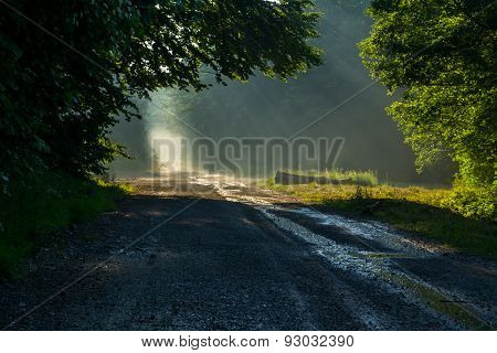 Light through Treetops