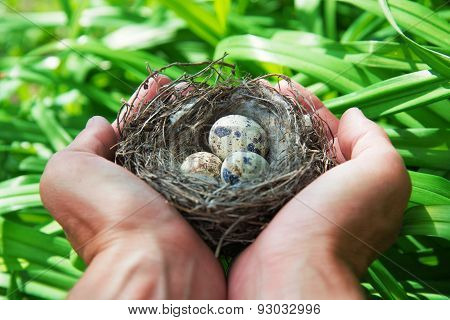 The Eggs In The Nest