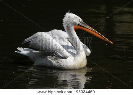 Dalmatian pelican (Pelecanus crispus). 