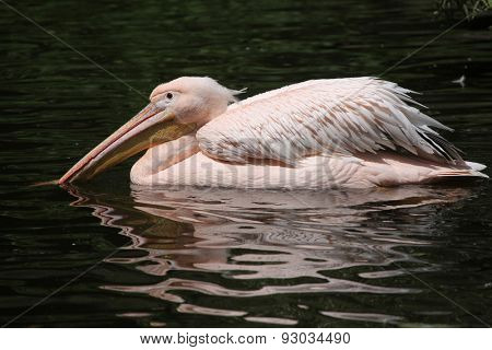 Great white pelican (Pelecanus onocrotalus), also known as the rosy pelican. Wildlife animal. 