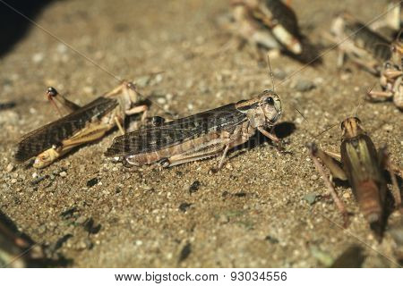 Desert locust (Schistocerca gregaria). Wildlife animals. 