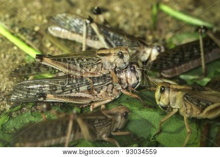 Desert locust (Schistocerca gregaria). Wildlife animals. 