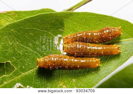 Third Instar Caterpillar Of Banded Swallowtail Butterfly