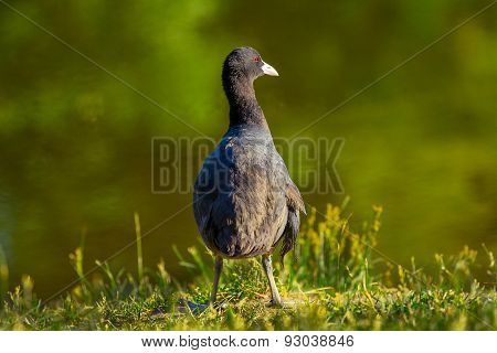Coot - fulica atra