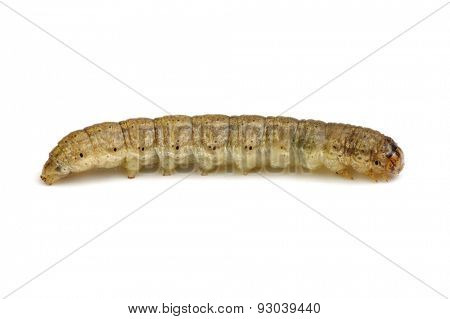  caterpillar isolated on a white background 