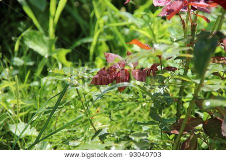 Grass After Rain