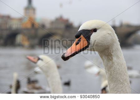 Portrait Of A Swan In Prague