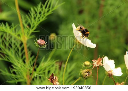 Bumblebee In The Garden