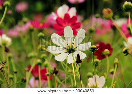 Cosmos Flowers In The Summer Garden