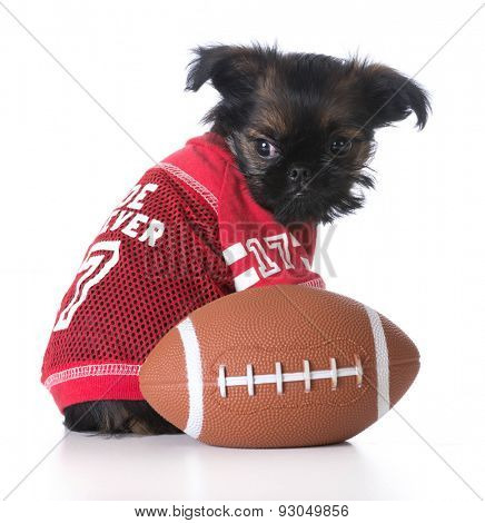 sports hound - brussels griffon wearing sports jersey sitting beside football
