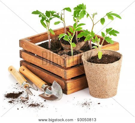 Seedlings tomatoes in wooden box with garden tools. Isolated on white background