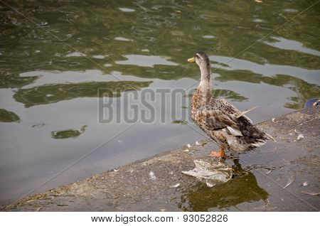 Duck Twenty Three