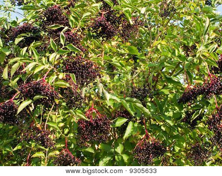 สุกพวงไข่มุก nigra elderberry พี่