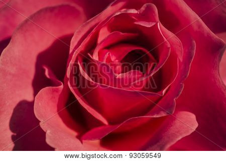 Red Rose
