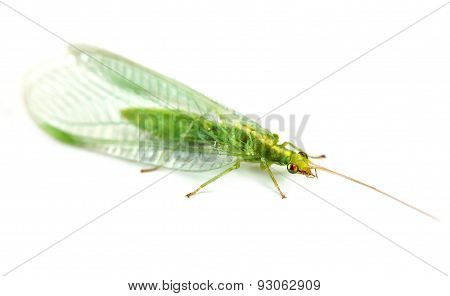 Insect Common Green Lacewing Or Chrysoperla Carnea