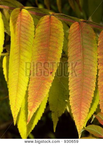 Herbst
