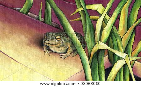Frog, basking in the sun.