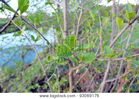 Young Leaves Of Alder In The Spring