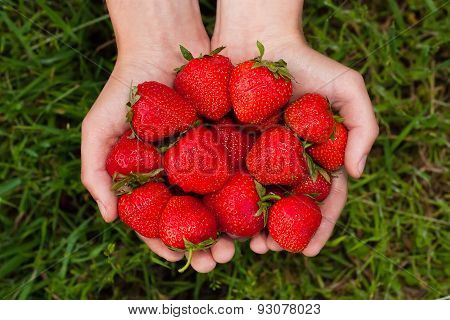 Strawberries In Male Hands On Background Of Blurred Grass