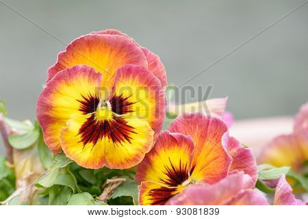Violet Of Thought