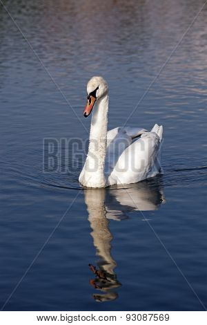 white swan floating.