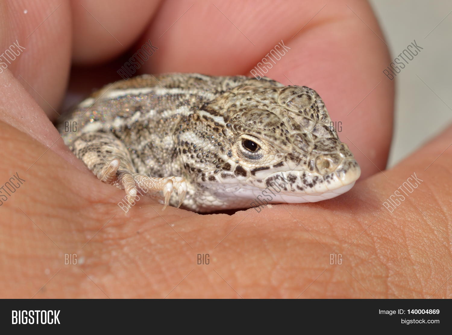 Steppe Racer Lizard Image & Photo (Free Trial) | Bigstock
