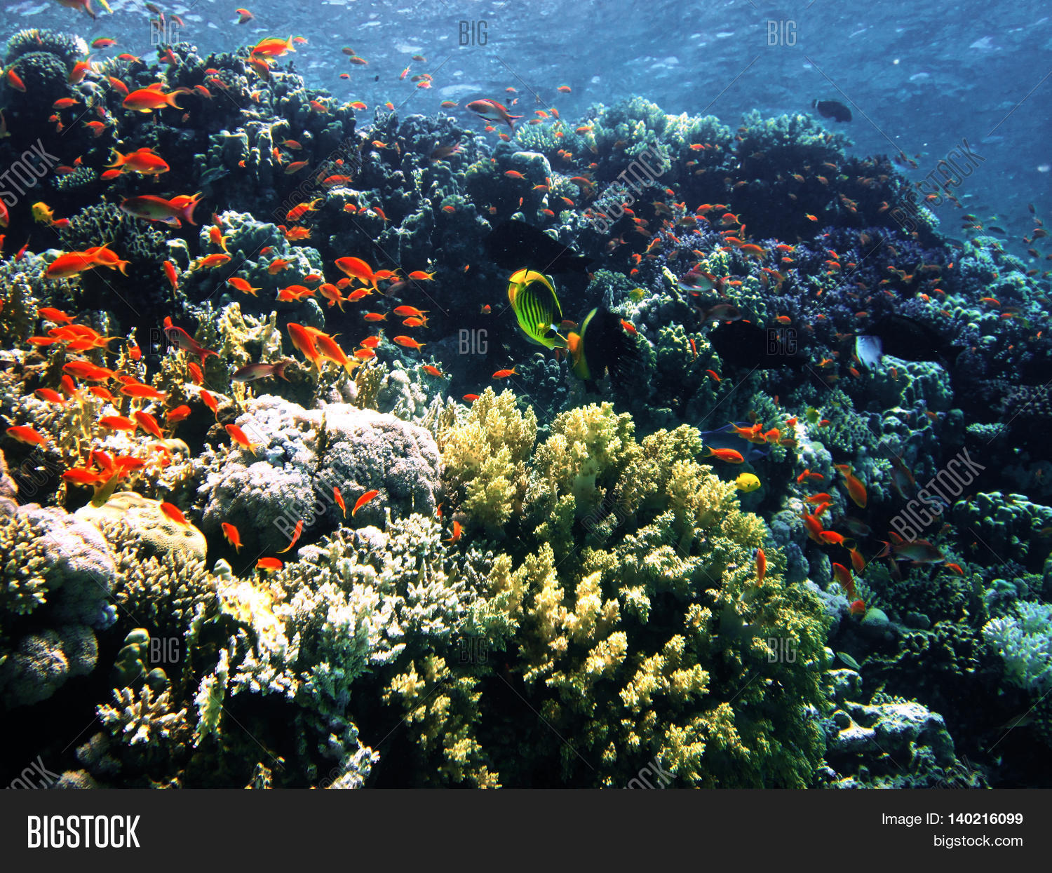 Coral Reef On Sand Image & Photo (Free Trial) Bigstock