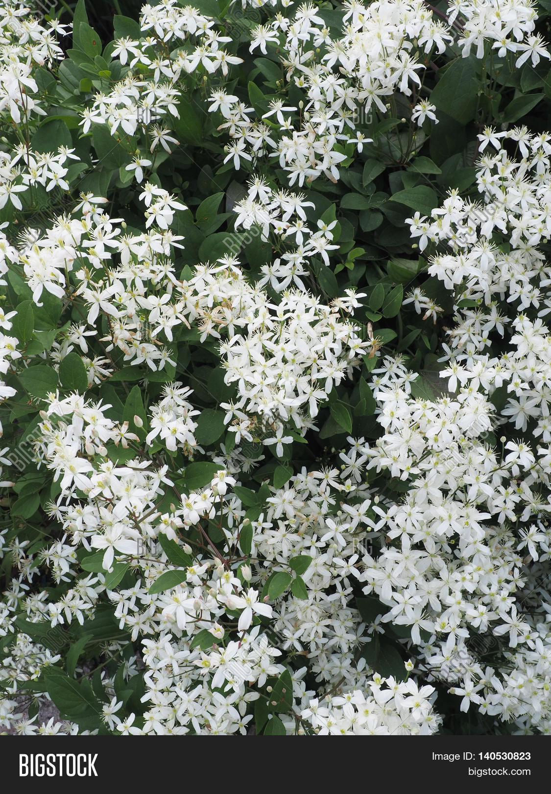 Clematis Paniculata . Image & Photo (Free Trial) Bigstock